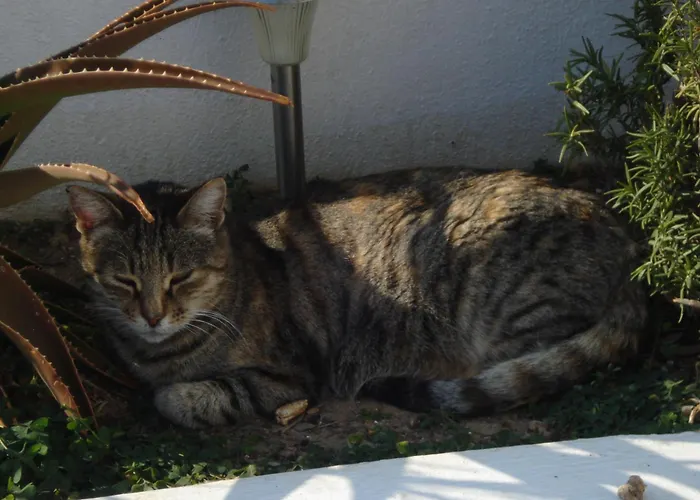 Apartman Paros Carmel Studio-apartment *